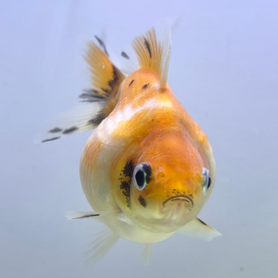 国産 金魚 ピンポンパール 6 7センチ前後 さらさ 国内提携ファーム21年産 1dish