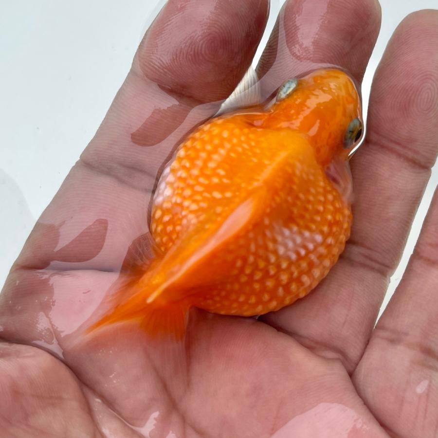 国産 金魚 ピンポンパール 7 8センチ前後 さらさ 国内提携ファーム21年産 8 Os339 Sakuraさらさ 通販 Yahoo ショッピング