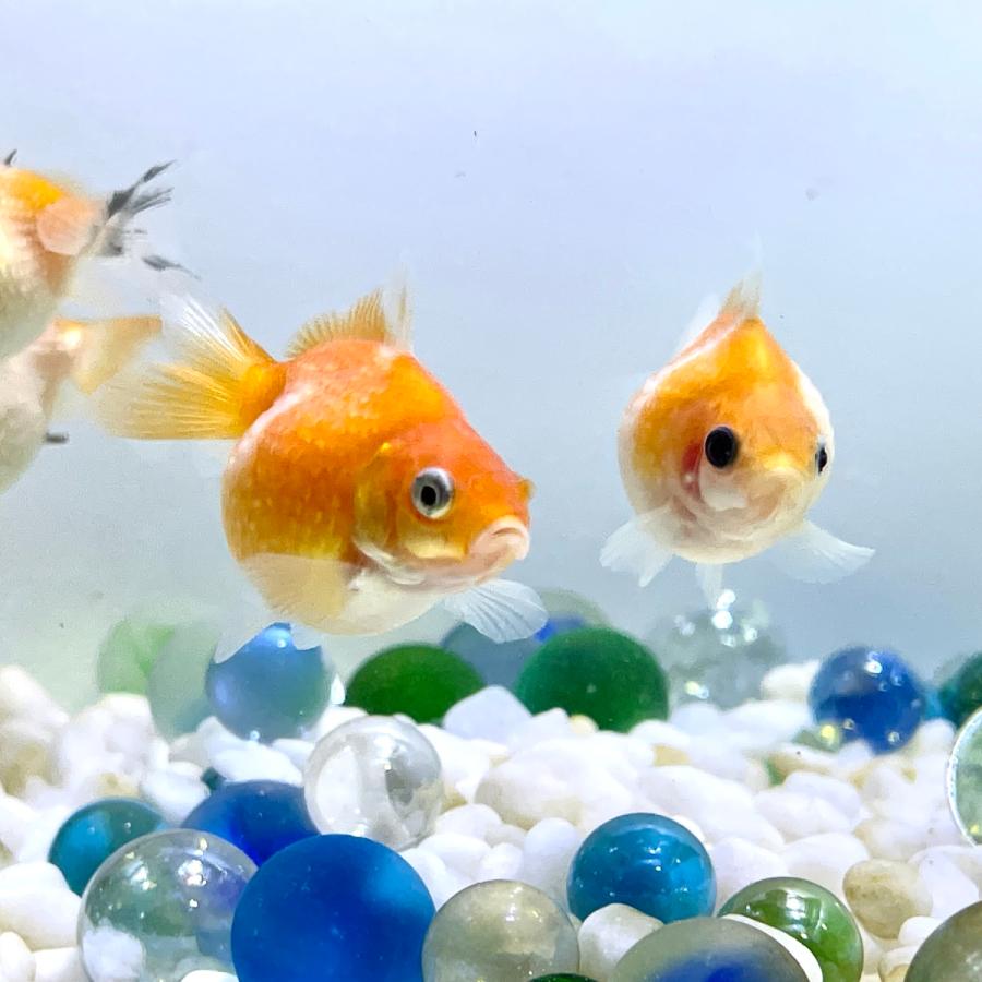 国産 金魚 ピンポンパール 1匹 選びなし さらさ 21年sakuraさらさ産 Os414 Sakuraさらさ 通販 Yahoo ショッピング