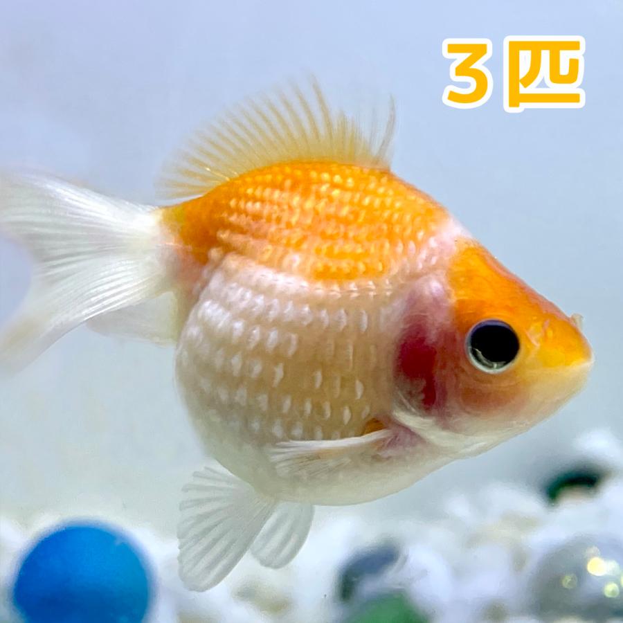 国産 金魚 ピンポンパール 3匹セット 選びなし さらさ 21年sakuraさらさ産 Manasyantra