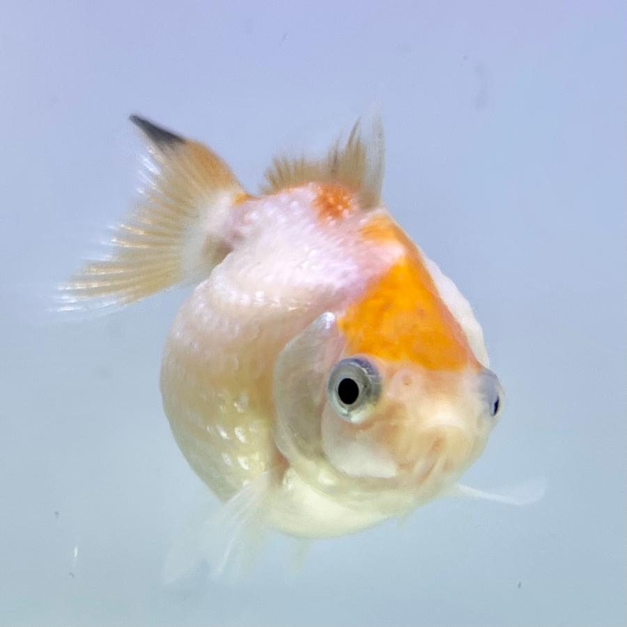 別倉庫からの配送 国産 金魚 ピンポンパール 3匹セット さらさ 選びなし 21年sakuraさらさ産