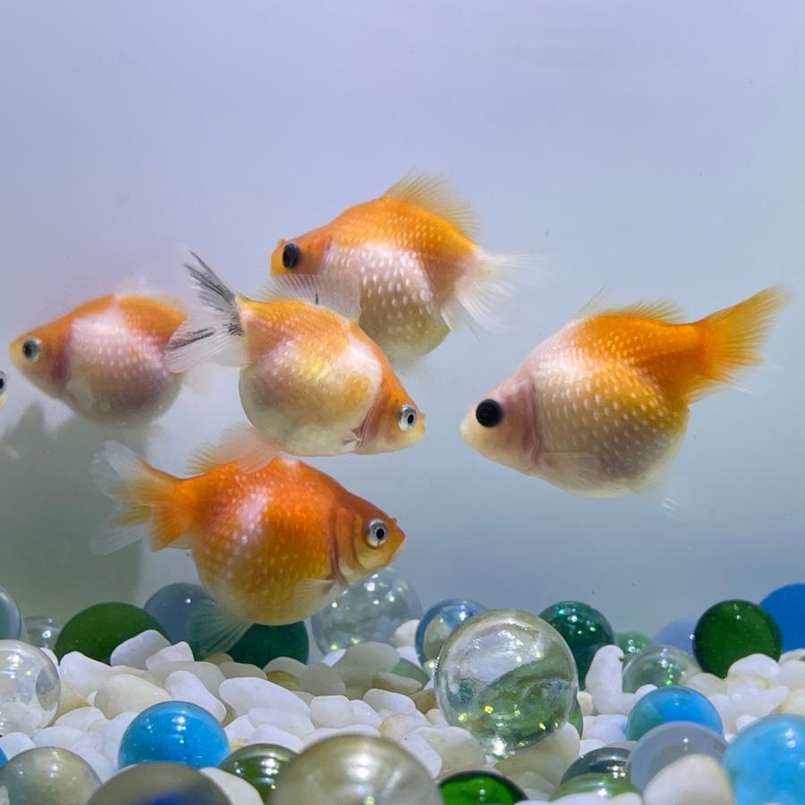 別倉庫からの配送 国産 金魚 ピンポンパール 3匹セット さらさ 選びなし 21年sakuraさらさ産