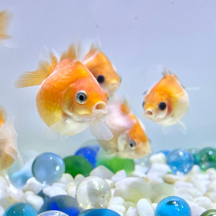 別倉庫からの配送 国産 金魚 ピンポンパール 3匹セット さらさ 選びなし 21年sakuraさらさ産