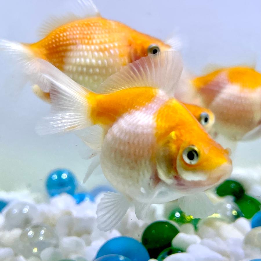 別倉庫からの配送 国産 金魚 ピンポンパール 3匹セット さらさ 選びなし 21年sakuraさらさ産
