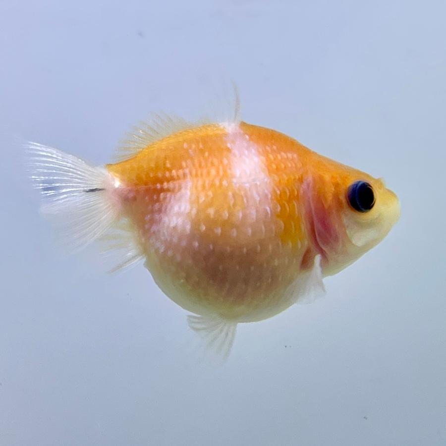 別倉庫からの配送 国産 金魚 ピンポンパール 3匹セット さらさ 選びなし 21年sakuraさらさ産