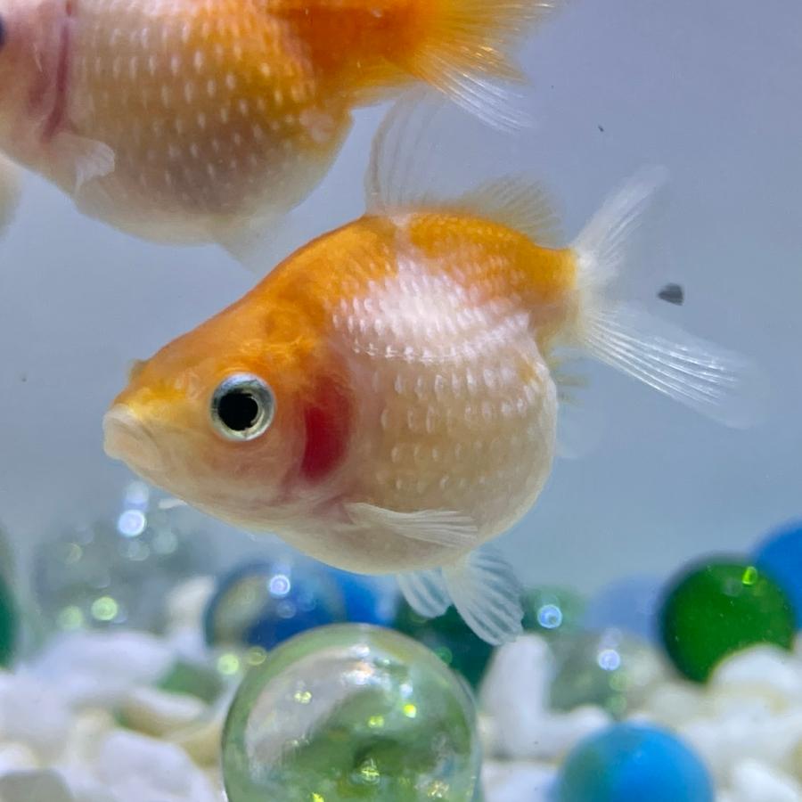 別倉庫からの配送 国産 金魚 ピンポンパール 3匹セット さらさ 選びなし 21年sakuraさらさ産