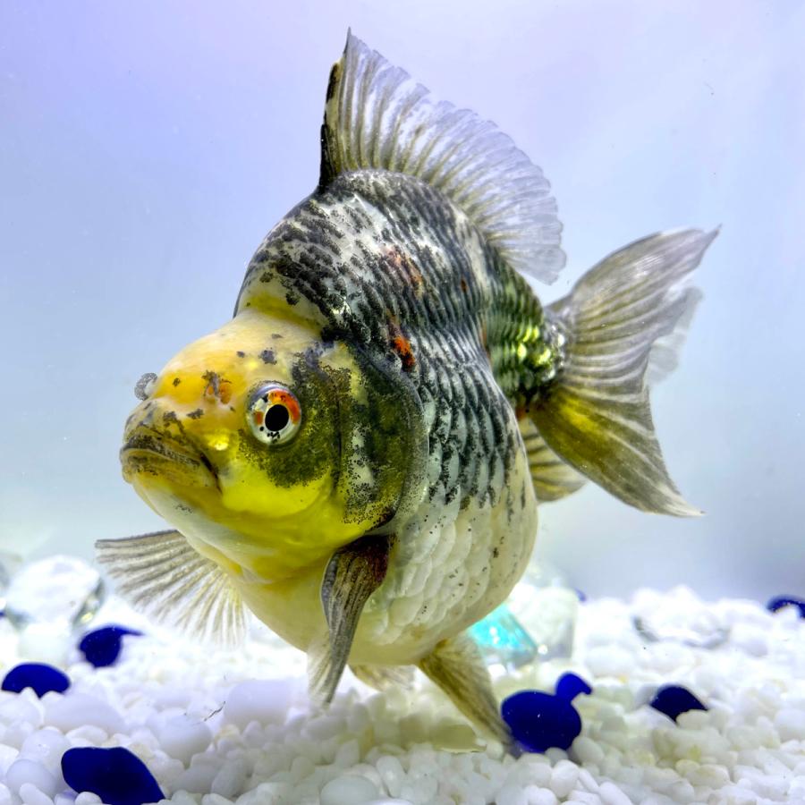 永久無料保証 金魚 生体 キャリコ琉金 13 5センチ前後 キャリコ 中国産 ４ Os445 Sakuraさらさ 通販 Yahoo ショッピング 安い買い付け Murad Com Jo