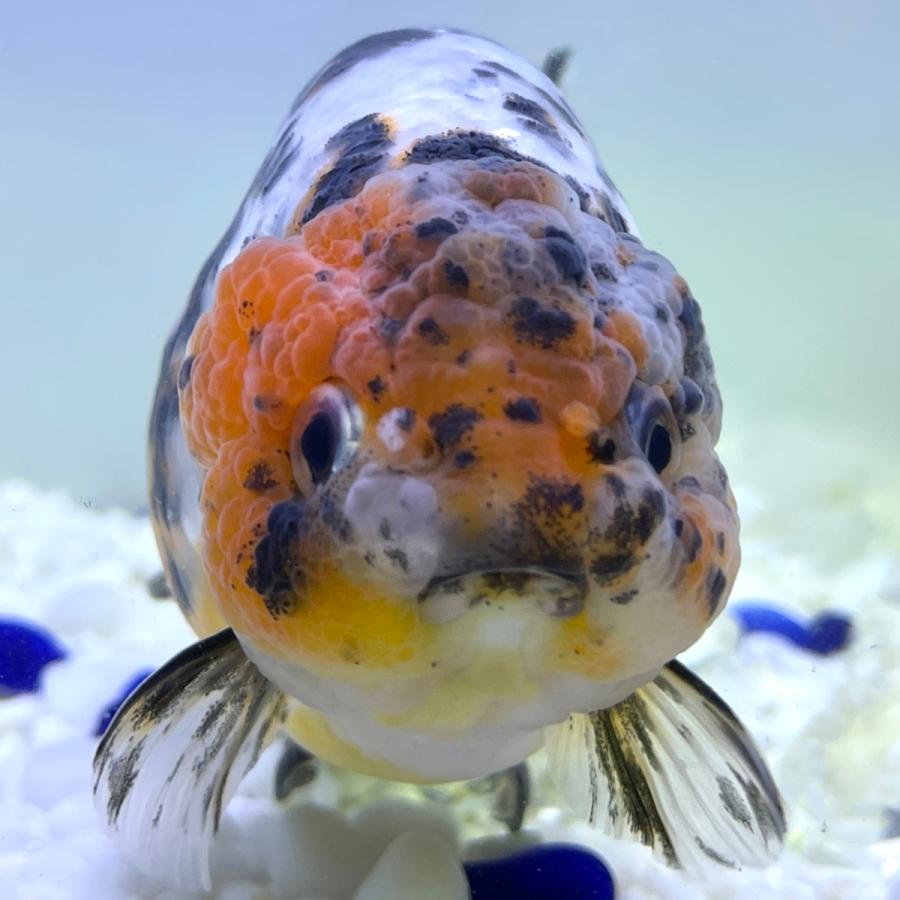 最新の激安 12センチ前後 中国産 7 江戸錦 生体 金魚 観賞魚生体 Gfcintl Com