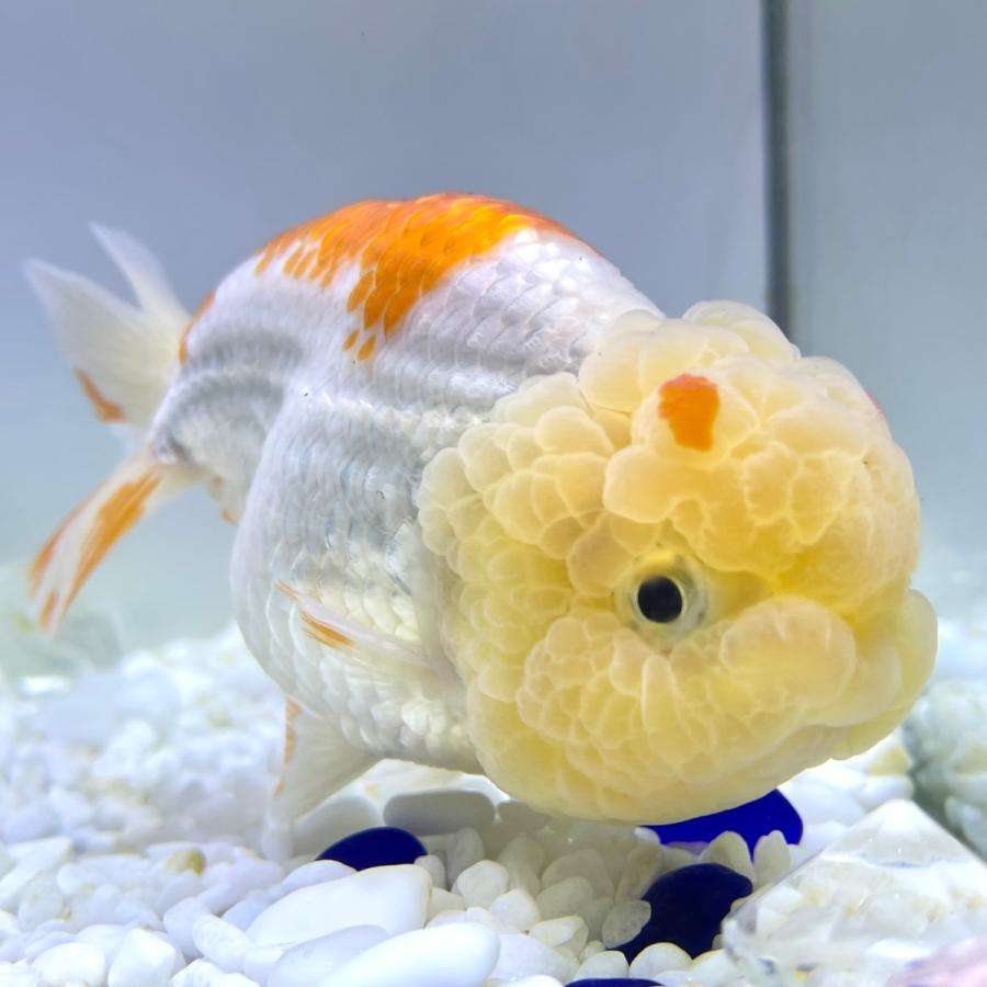 22新発 当店親魚大放出 超極上個体 11センチ前後 さらさ 上物 sakuraさらさ産 ライオンヘッド 金魚 国産 観賞魚生体 Www Vinigroup In