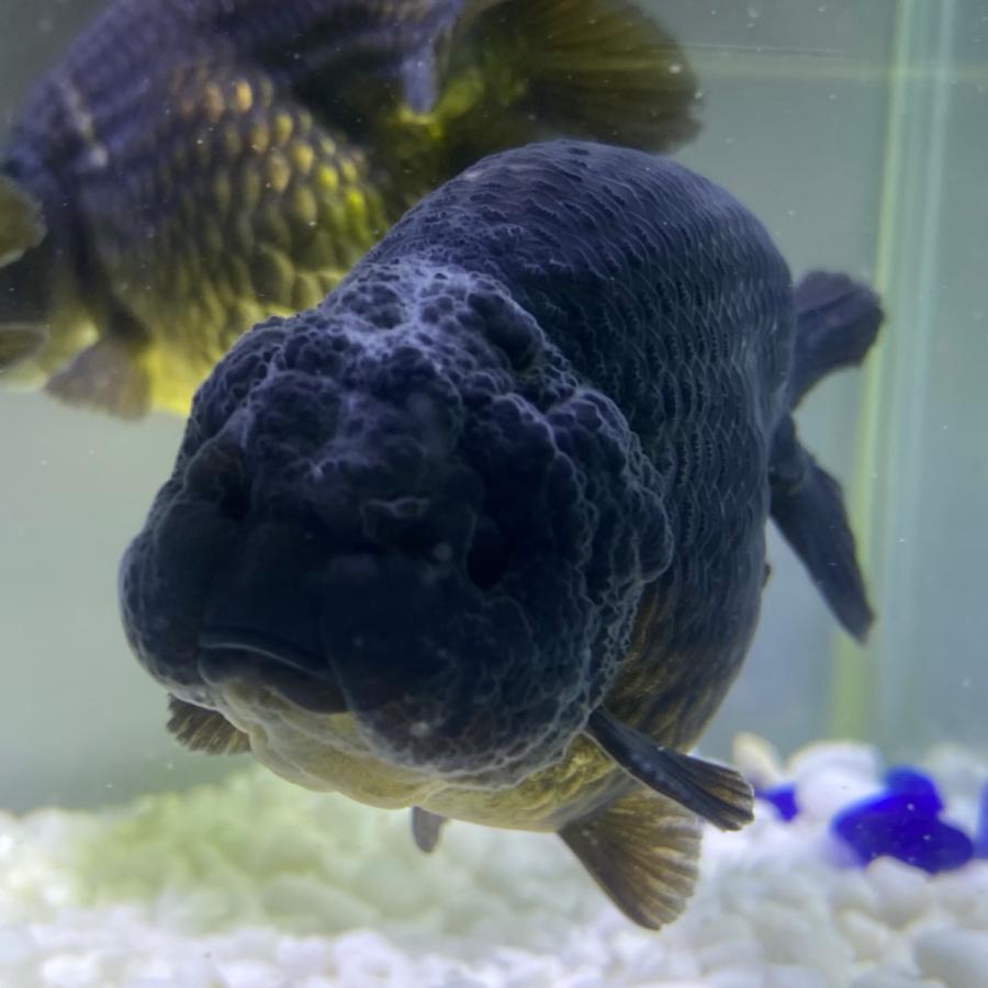 金魚 生体 黒らんちゅう 1匹 9 10センチ前後 選びなし 中国産 Ps002 Sakuraさらさ 通販 Yahoo ショッピング
