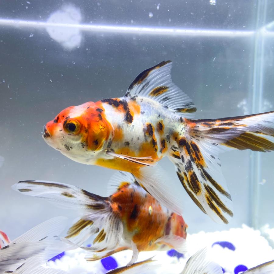 国産 金魚 飯田産 東錦 1匹 10センチ前後 選びなし Ps009 Sakuraさらさ 通販 Yahoo ショッピング