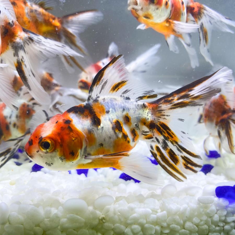 国産 金魚 飯田産 東錦 1匹 10センチ前後 選びなし Ps009 Sakuraさらさ 通販 Yahoo ショッピング