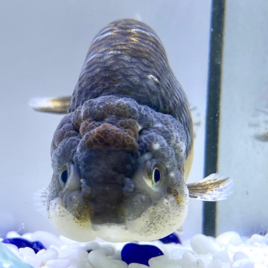 買取オンライン 金魚 生体 麒麟らんちゅう 12センチ前後 中国産 1 Ps011 Sakuraさらさ 通販 Yahoo ショッピング 処分特価品 Sbdkab Go Id