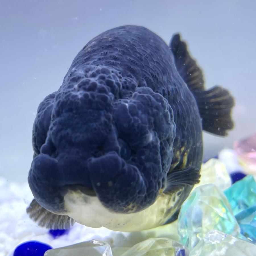 金魚 生体 黒らんちゅう 10 5センチ前後 黒 中国産 金魚