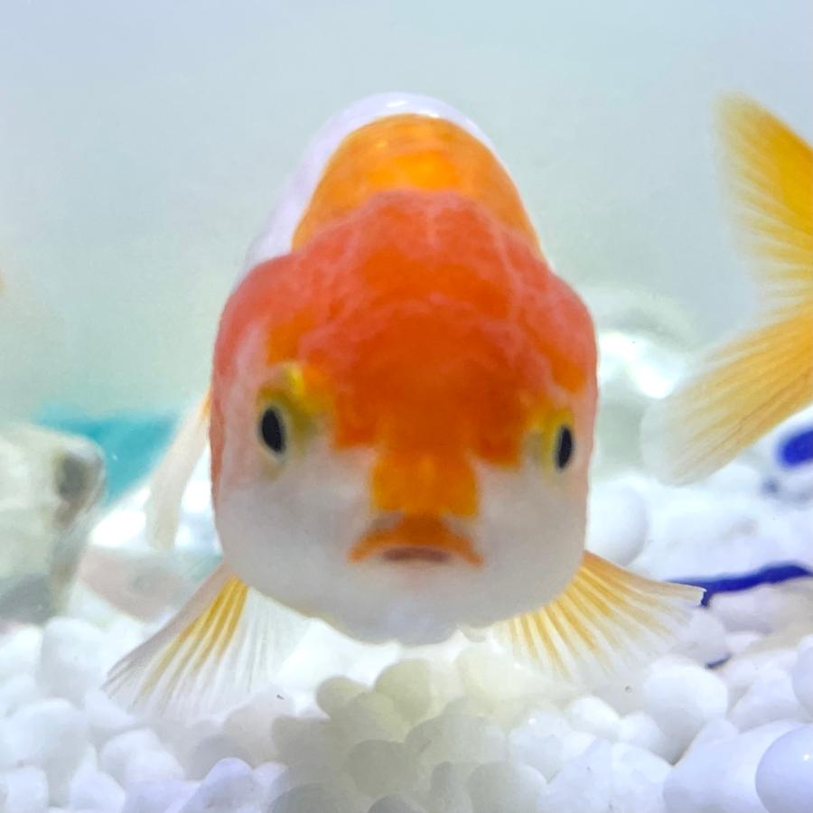 売り切れ必至 金魚 生体 らんちゅう 1匹 13センチ前後 中国産 11 爆売り Kwsrbd Com