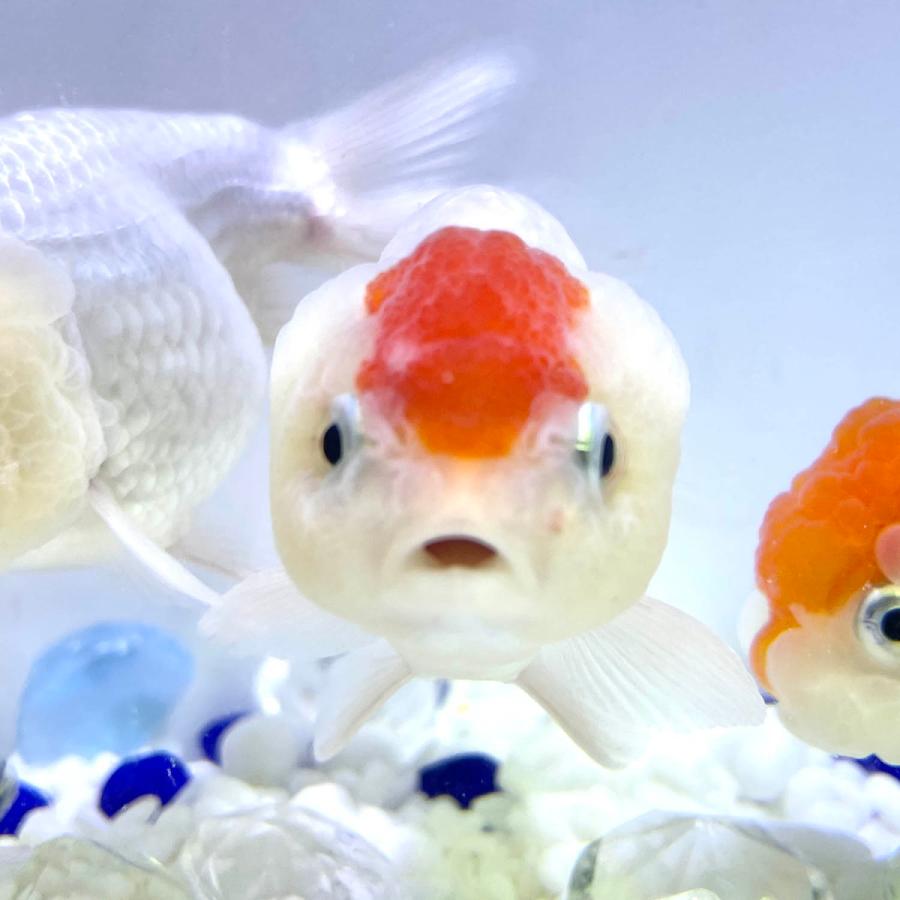 金魚 生体 丹頂ライオンヘッド 1匹 中国産 9センチ前後 選びなし Ps041 Sakuraさらさ 通販 Yahoo ショッピング