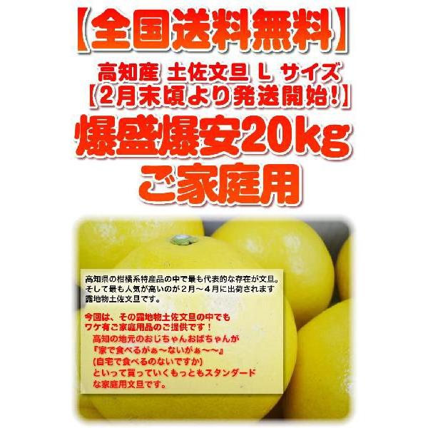 土佐文旦20kg L2Lサイズ 高知産 文旦ぶんたん訳あり 土佐文旦20kg L2Lサイズ 高知産 文旦ぶんたん訳あり