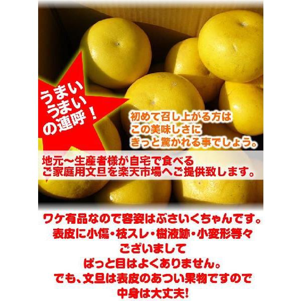 土佐文旦20kg L2Lサイズ 高知産 文旦ぶんたん訳あり 土佐文旦20kg L2Lサイズ 高知産 文旦ぶんたん訳あり