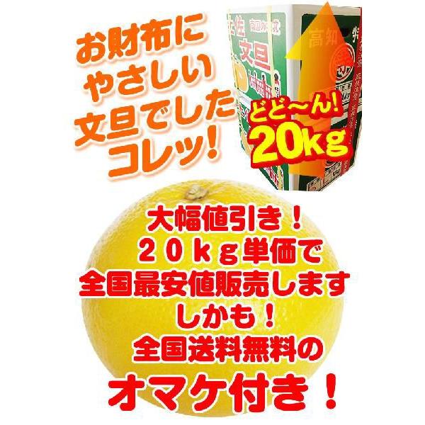 土佐文旦20kg L2Lサイズ 高知産 文旦ぶんたん訳ありブンタン