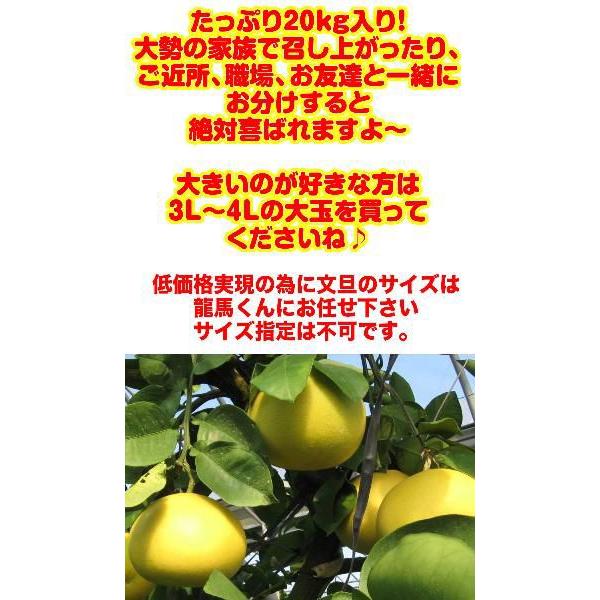 土佐文旦20kg L2Lサイズ 高知産 文旦ぶんたん訳あり 土佐文旦20kg L2Lサイズ 高知産 文旦ぶんたん訳あり