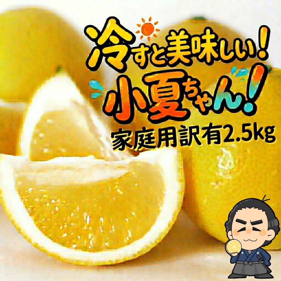 小夏 ２.５kgご家庭用 高知産土佐小夏 日向夏 ニューサマーオレンジ（Yahoo!・産直龍馬くん）
