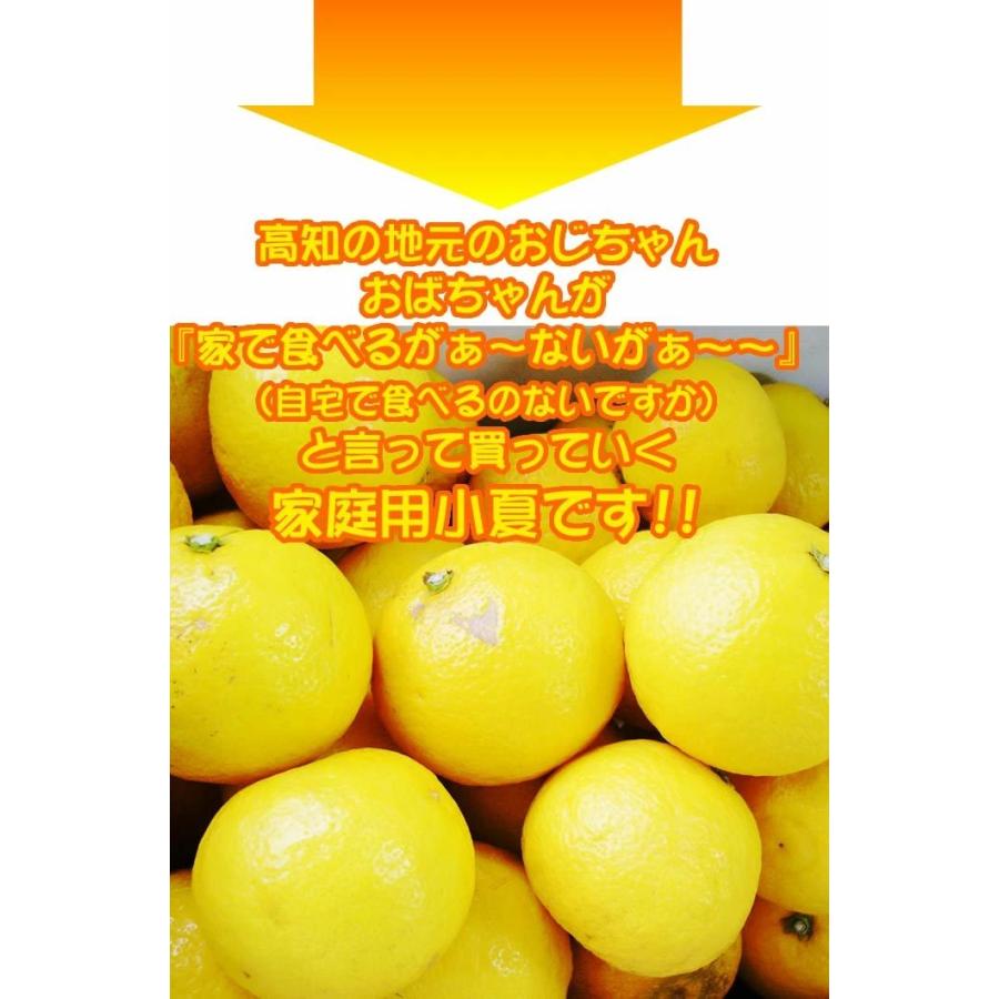 小夏 2.5kgご家庭用 高知産土佐小夏 日向夏 ニューサマーオレンジ