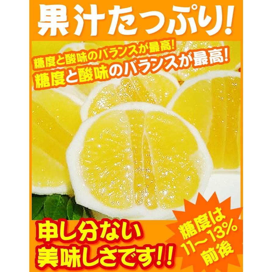 小夏 2.5kgご贈答用 高知産土佐小夏 日向夏 ニューサマー 小夏 2.5kgご贈答用 高知産土佐小夏 日向夏 ニューサマー
