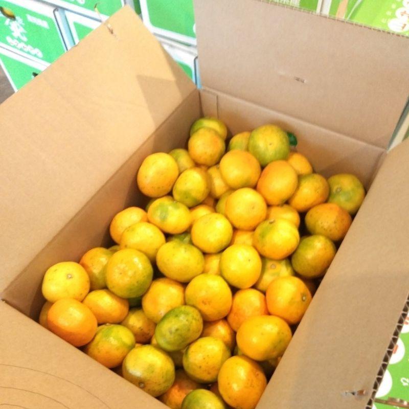 ☆山北みかん 早生みかん5kg 高知県産 ご家庭用蜜柑 : 産直龍馬くん