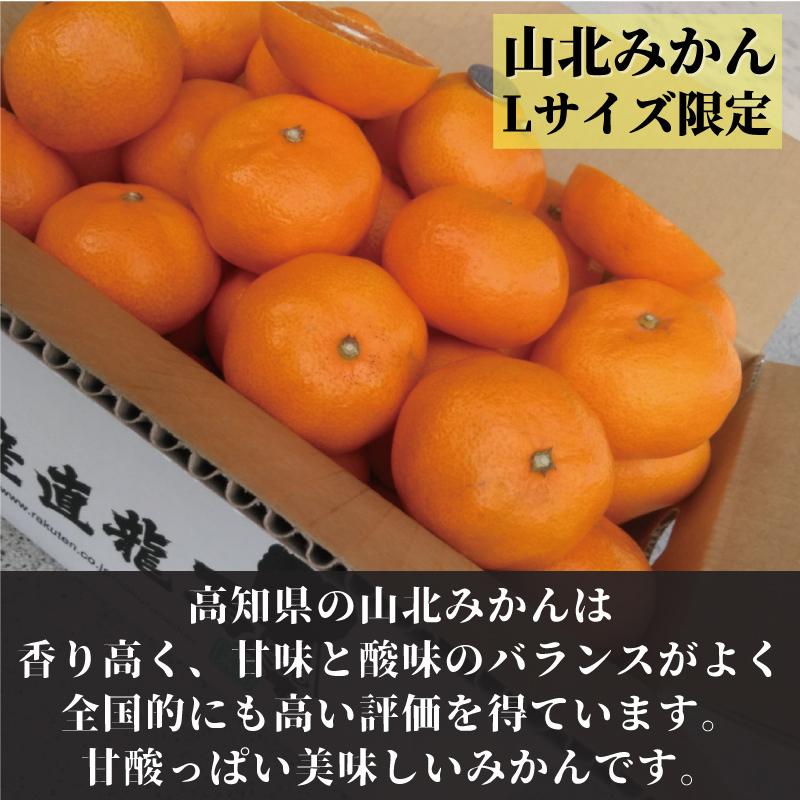 今の時期の山北みかん最高峰！02
