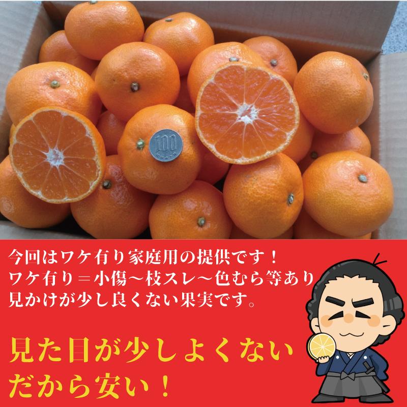 【送料無料】高知産 山北みかん Lサイズ限定5kg 沖縄本土と北海道は