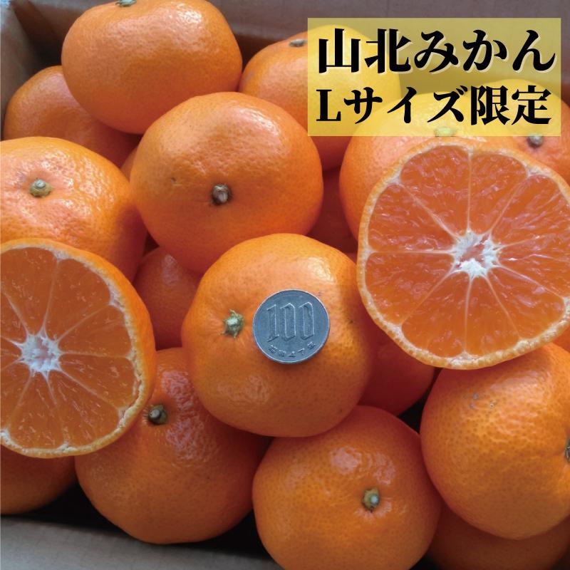 パパイヤ様　山北みかん5キロ パパイヤ様 山北みかん5キロ 【公式通販】