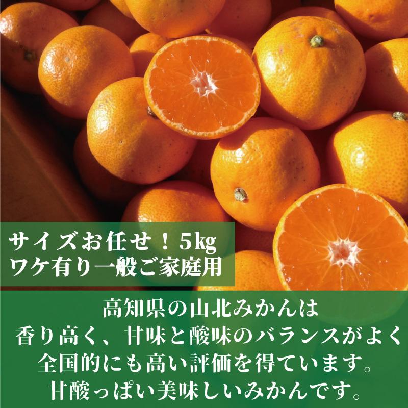 山北みかん 5kg高知のミカン ご家庭用蜜柑 : 産直龍馬くん - 通販 
