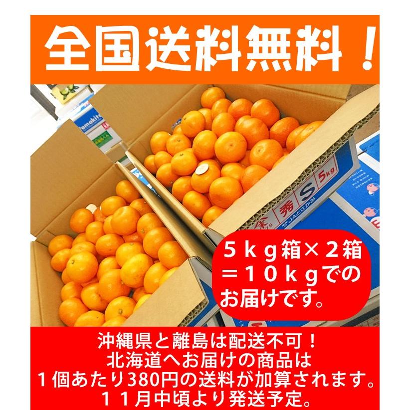 ☆山北みかんMSサイズ限定 10kg みかん蜜柑 中級品 高知産 : 産直龍馬