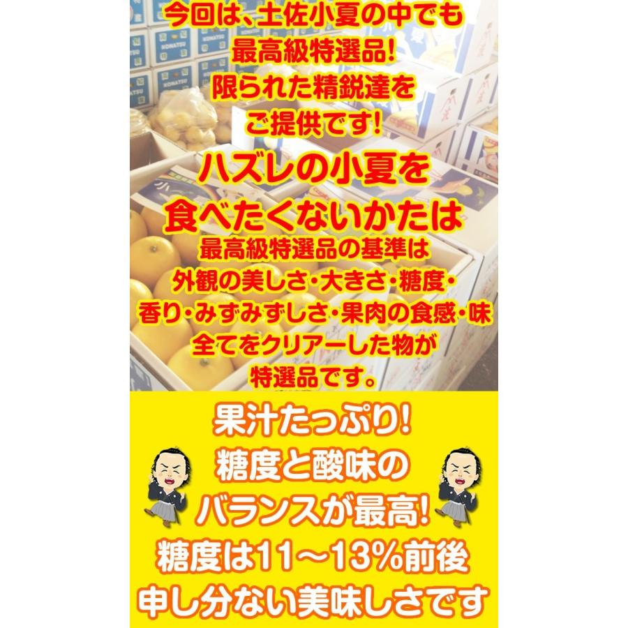 小夏 高知産 山波小夏研究会 温室小夏約5kg 贈答用特選品：ハウス小夏