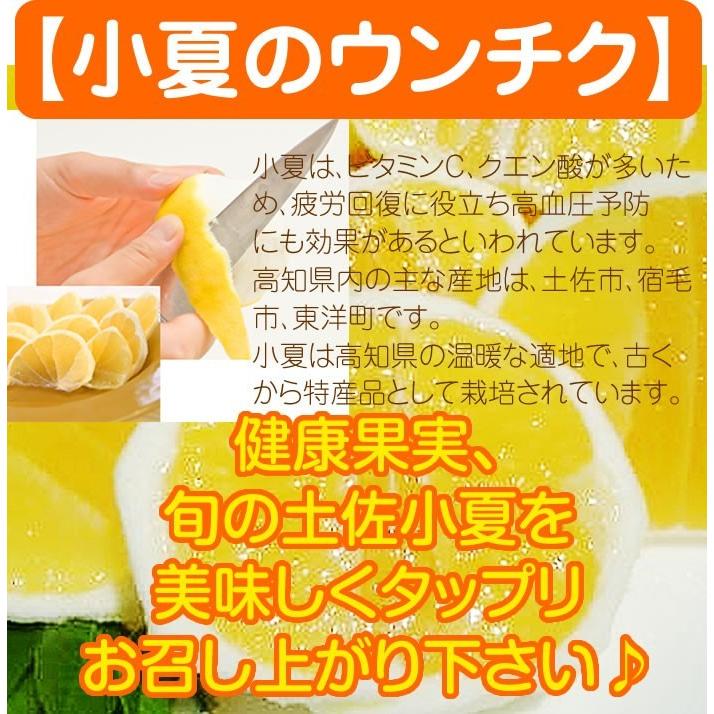 小夏 高知産 山波小夏研究会 温室小夏約5kg 贈答用特選品：ハウス小夏