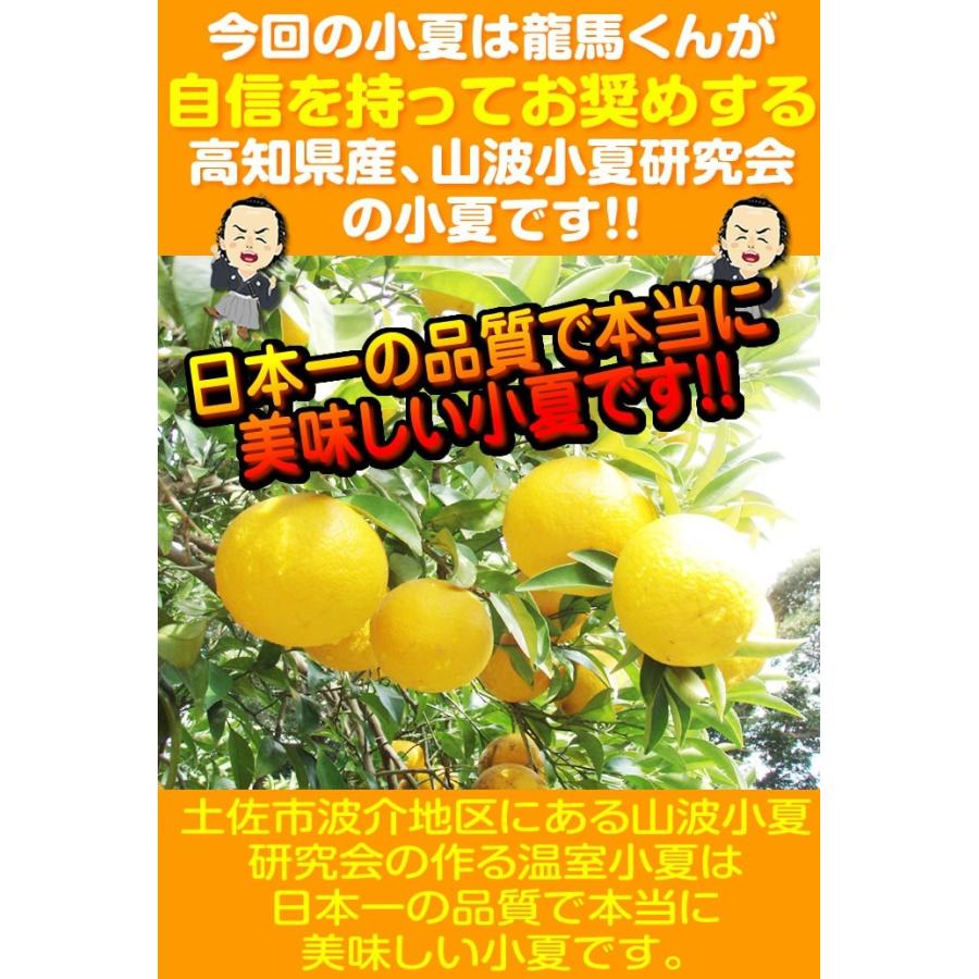 小夏 高知産 山波小夏研究会 温室小夏約5kg 贈答用特選品：ハウス小夏