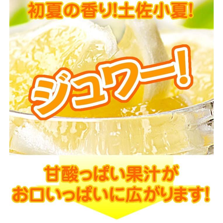 小夏 高知産 山波小夏研究会 温室小夏約5kg 贈答用特選品：ハウス小夏