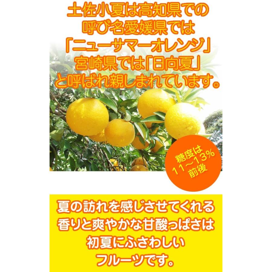 小夏 高知産 山波小夏研究会 温室小夏約5kg 贈答用特選品：ハウス小夏