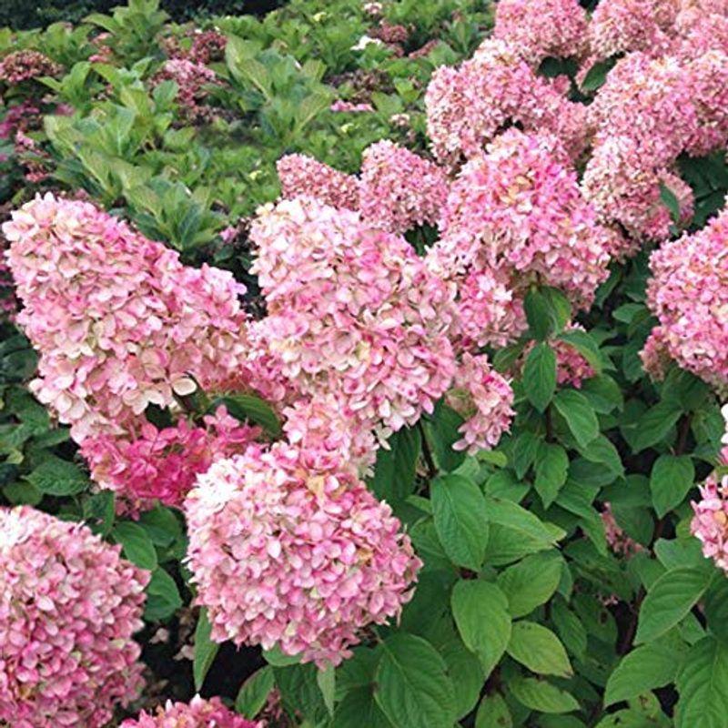 想像を超えての ハイドランジア マジカルキャンドル ノリウツギ 糊空木 花苗 5号鉢苗木 1鉢ノリウツギは紫陽花 アジサイ の一種 日本原産の初夏の花であじ 魅力的な Www Aqtsolutions Com