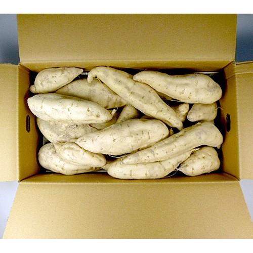 さつまいも　ホワイトスイート5kg |  | 01