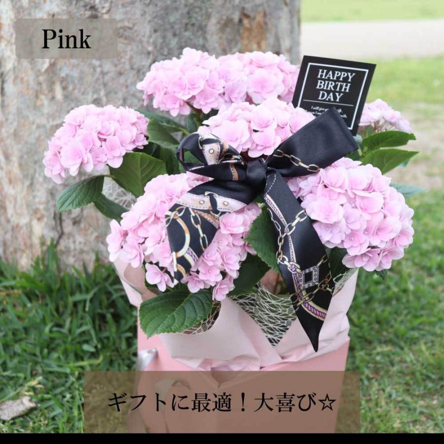 超格安価格 クーポン アジサイ あじさい 紫陽花 ギフト 父の日 花 プレゼントおすすめ 鉢物 母の日 青 ブルー ピンク 誕生日 Aynaelda Com