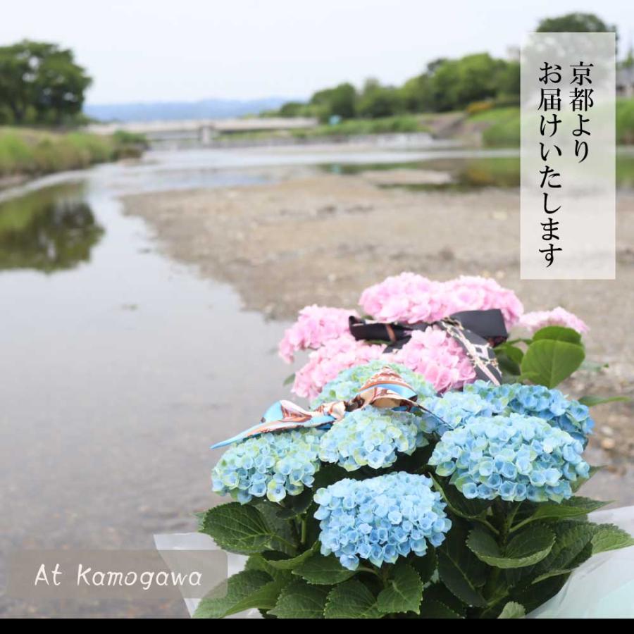 紫陽花 アジサイ あじさい  母の日 2024 ギフト 誕生日 父の日 花 プレゼントおすすめ 鉢物 5号鉢 ボックス入り 青 ブルー ピンク｜sakuya｜20