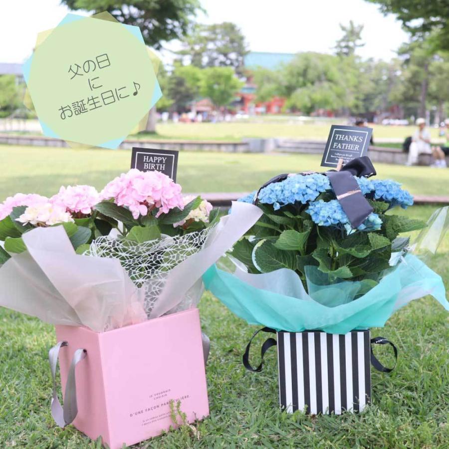 超格安価格 クーポン アジサイ あじさい 紫陽花 ギフト 父の日 花 プレゼントおすすめ 鉢物 母の日 青 ブルー ピンク 誕生日 Aynaelda Com