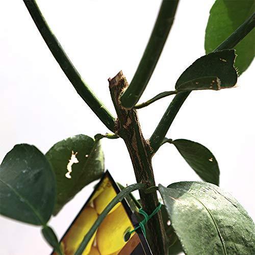 ゆずの苗木 品種：花柚子【品種で選べる果樹苗木 2年生 接木苗 15cm 
