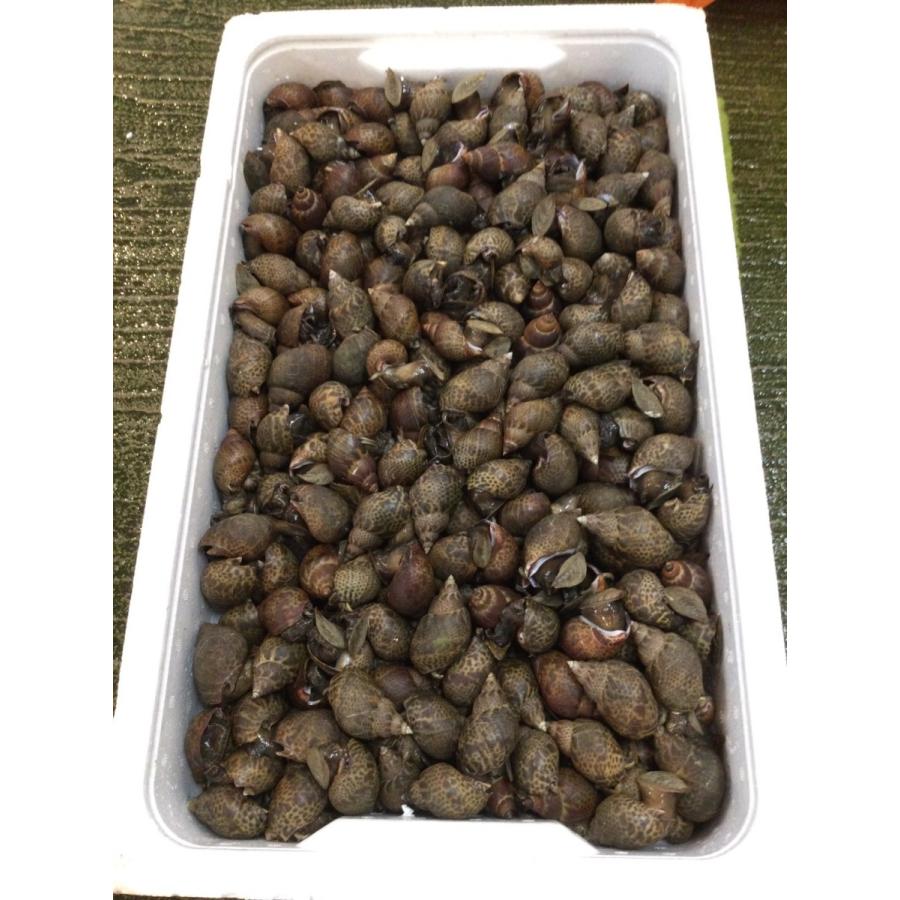 Sale 58 Off 田舎風味 バイ貝 ベー貝 煮付け 500g 福岡県産 冷凍 クール便 Aynaelda Com