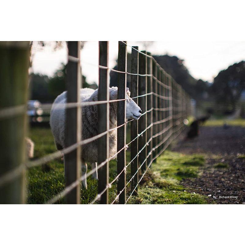 銘匠光学 TTArtisan 50mm f/0.95 C RFマウント・APS-C (ブラック×シルバー) 50mm TTArtisan f/0 RFマウント APS ブラック×シルバー