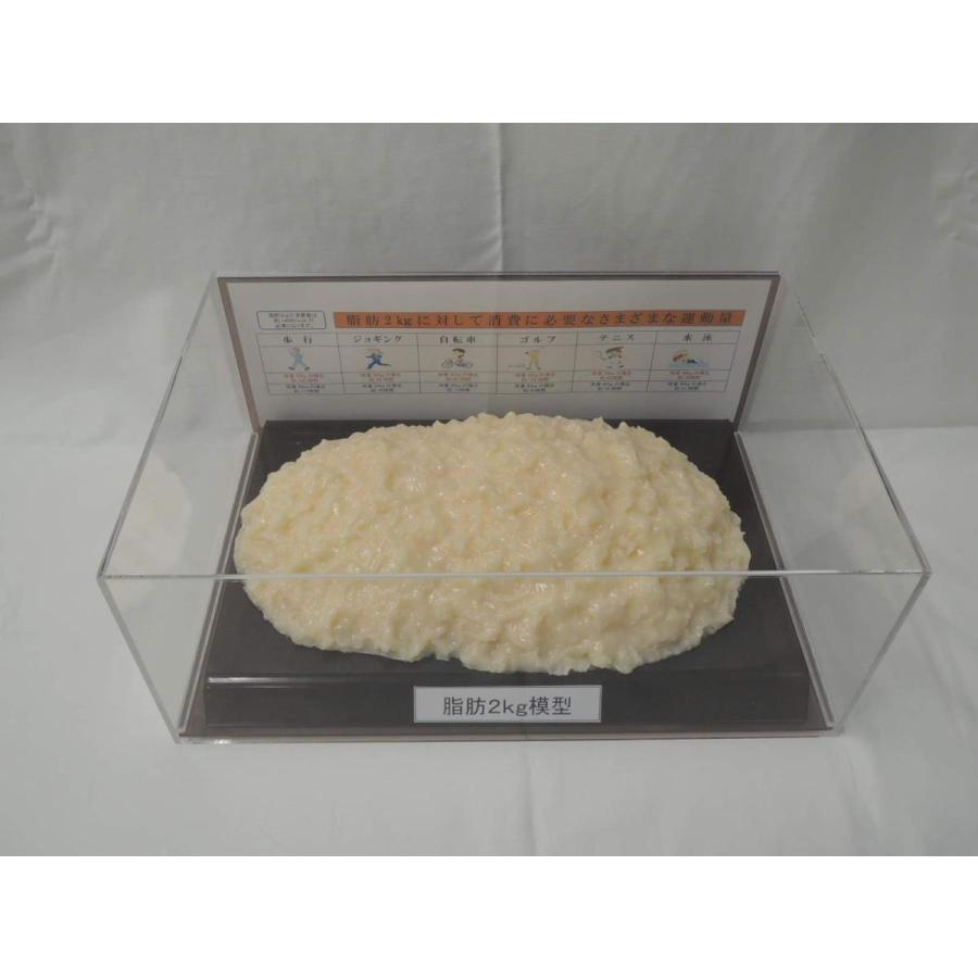 脂肪模型2kg