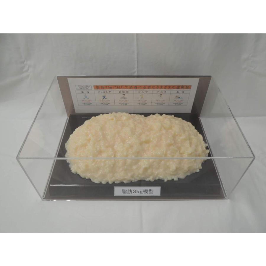 脂肪模型 3kg