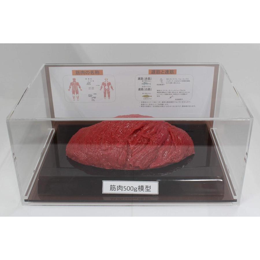 筋肉模型 フィギアケース入 ５００g ダイエット 健康 肥満 トレーニング フードモデル 食品サンプル | 