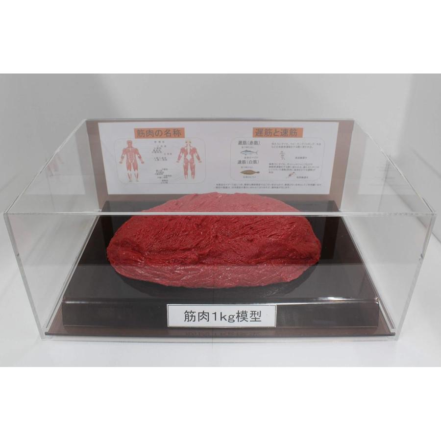 筋肉模型 フィギアケース入 1kg ダイエット 健康 肥満 トレーニング フードモデル 食品サンプル | 